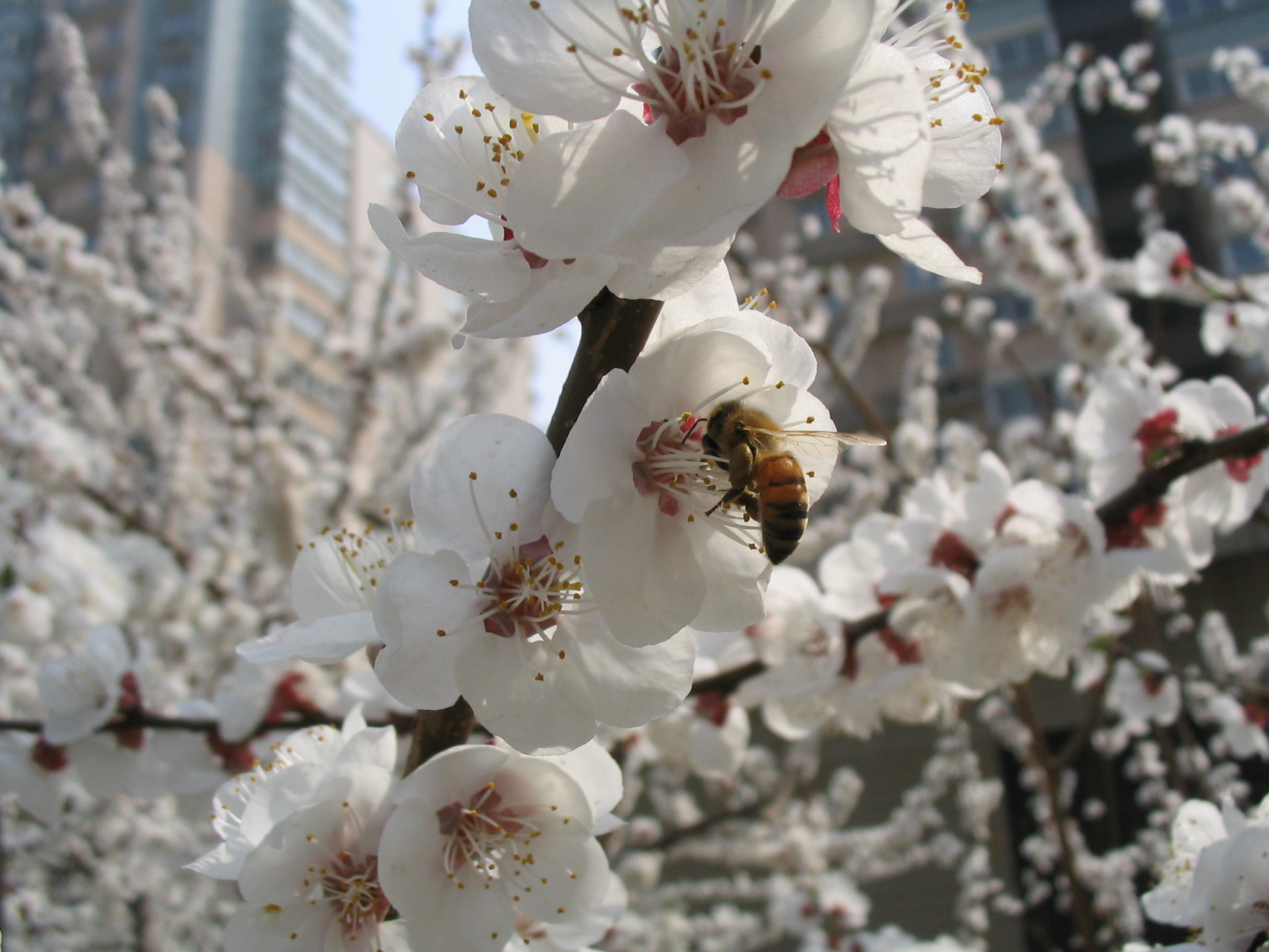 Beekeeping for Beginners Post