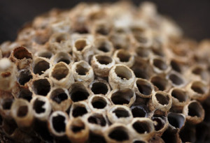 Paper Wasp Nest